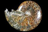 Polished, Agatized Ammonite (Cleoniceras) - Madagascar #94244-1